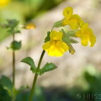 Monkey Flower